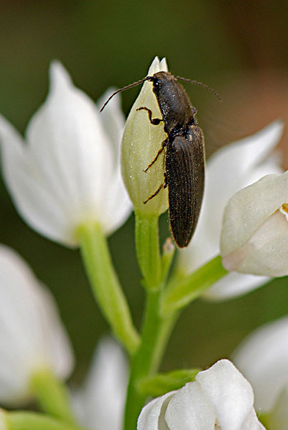 Elateridae, su orchidea, sp.? Athous haemorrhoidalis